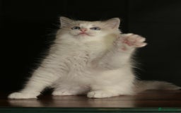 Ragdoll cats for sale: Ragdoll kittens TICA beautiful quality cats  - Image 12