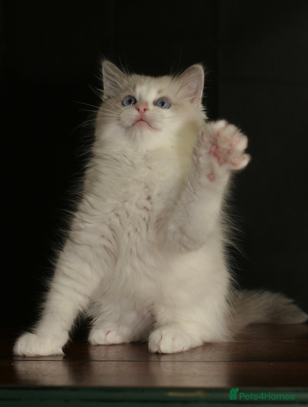 Ragdoll cats for sale: Ragdoll kittens TICA beautiful quality cats  - Image 12