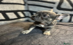 French Bulldog dogs for sale: French bulldogs , one fluffy (like his mum)  - Image 31