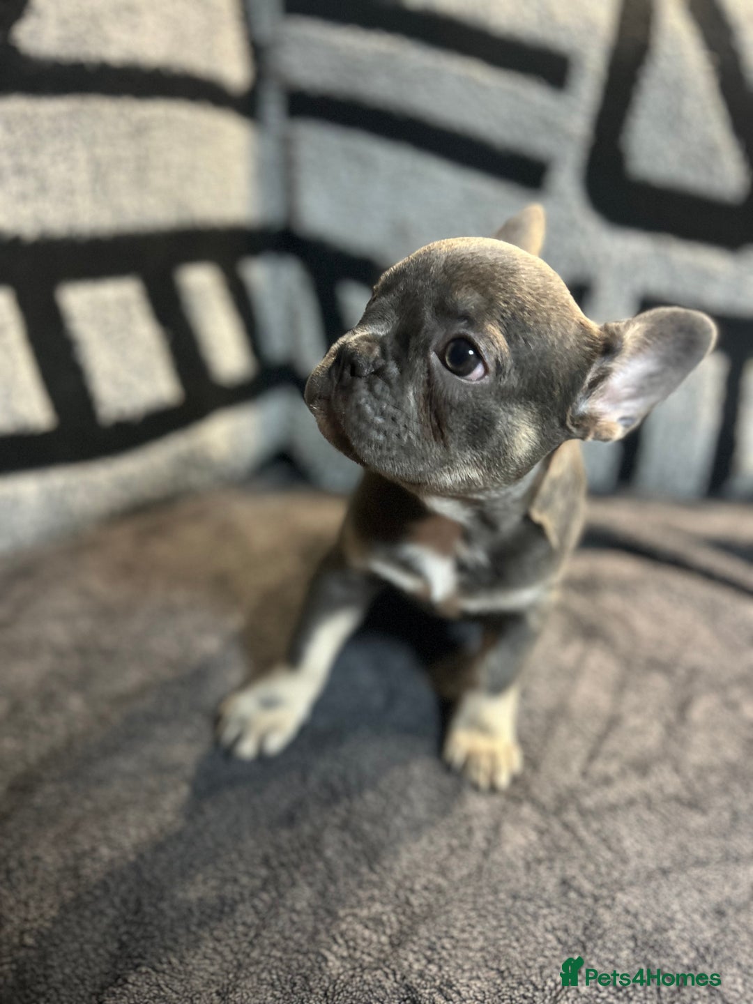 French Bulldog dogs for sale: French bulldogs , one fluffy (like his mum)  - Image 31