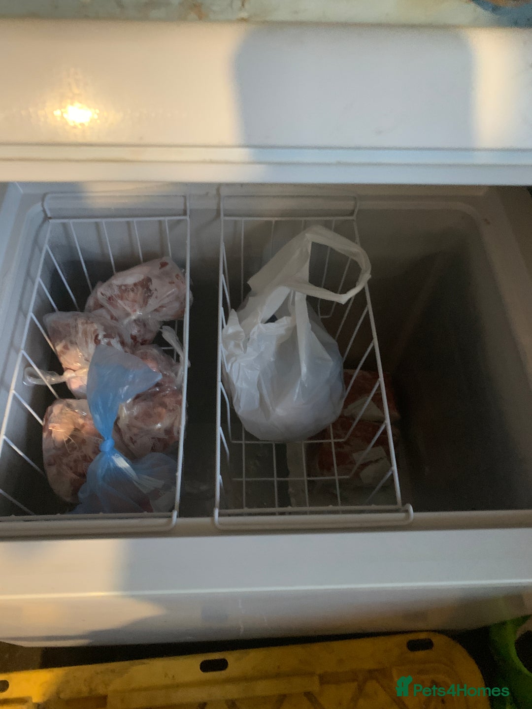 Cane Corso dogs for sale: PURE CANE CORSO MALE - Advert 12