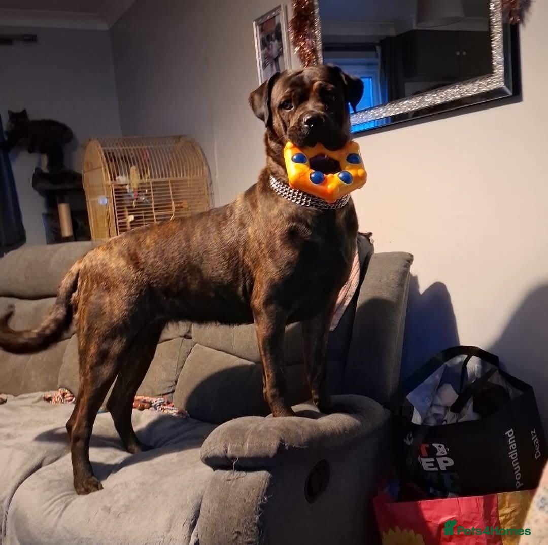Mixed Breed dogs 3/4 bullmastiff 1/4 rottie - Advert 4