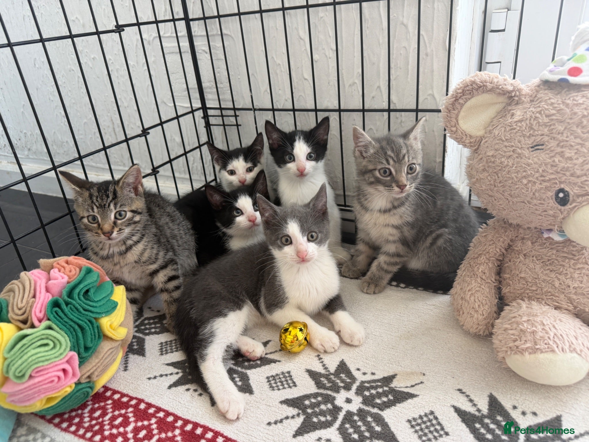 Turkish Angora cats 😻 Adorable Turkish Angora X Kittens - Advert 1