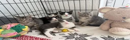 Turkish Angora cats for sale: 😻 Last 2 Turkish Angora X Kittens - Advert 7