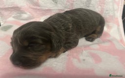 Dachshund dogs for sale: mini dachshunds 🐶 💚 - Advert 4
