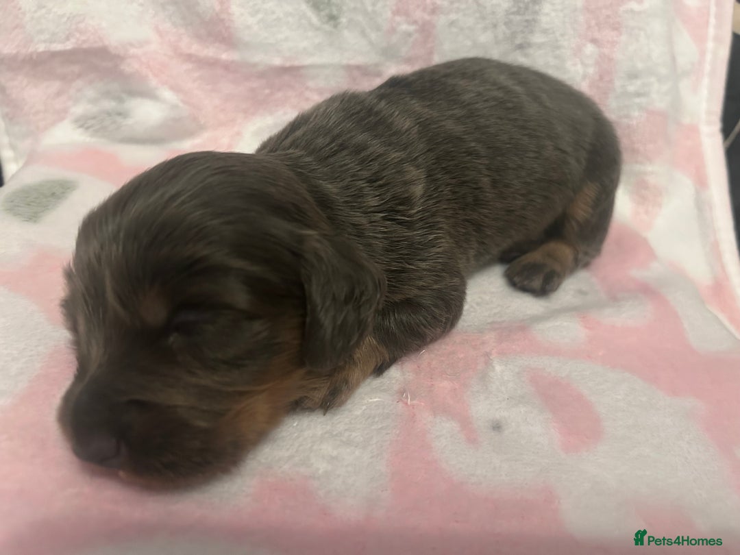 Dachshund dogs for sale: mini dachshunds 🐶 💚 - Advert 4