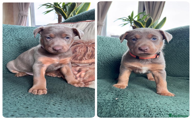 Australian Kelpie dogs - Advert 1