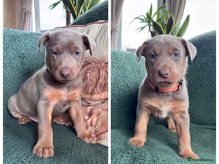 Australian Kelpie dogs - Advert 1