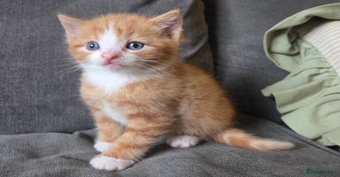 Mixed Breed cats - Advert 5