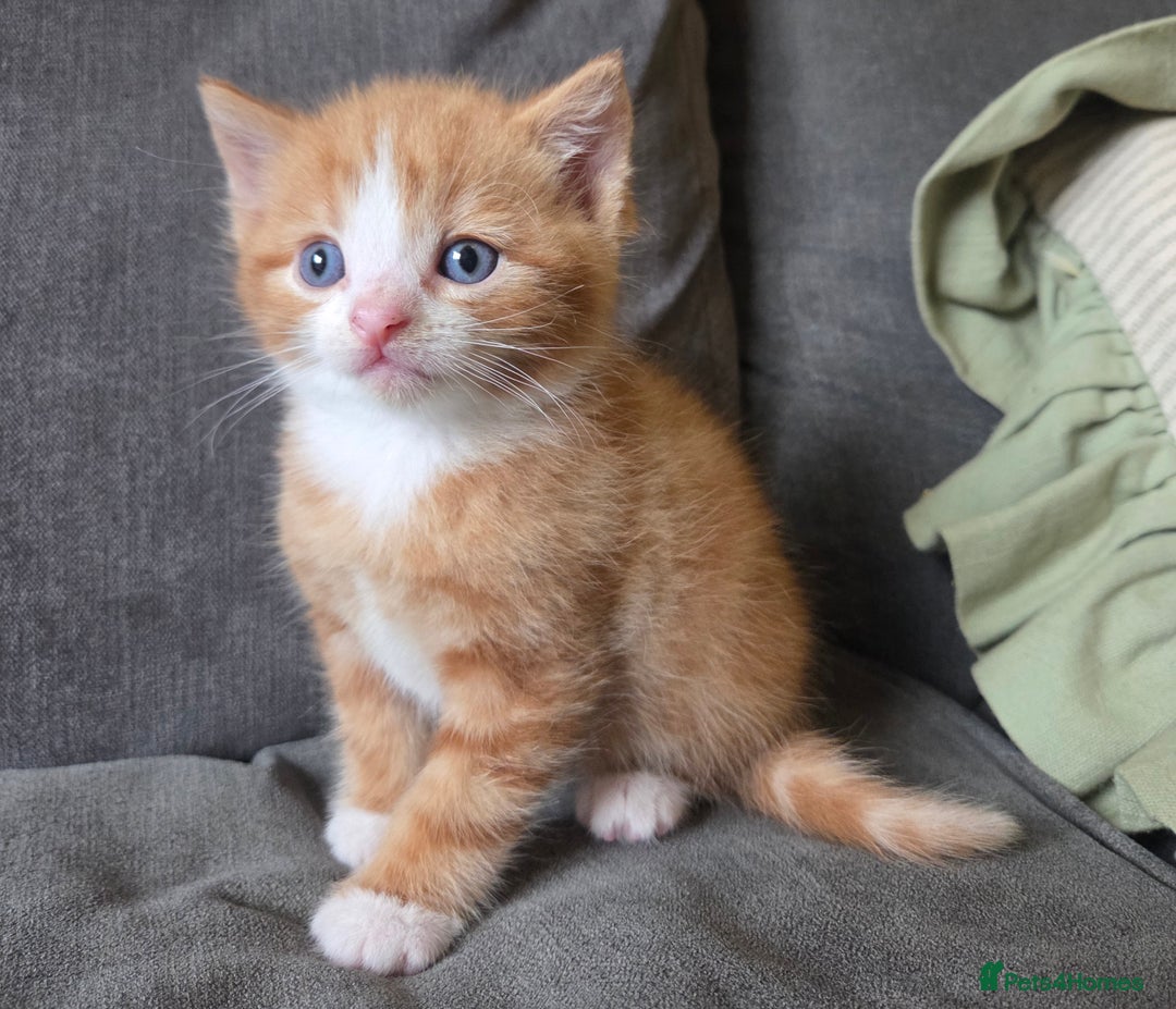 Mixed Breed cats for sale: 5 stunning babies ready in just over 2 weeks  - Image 3