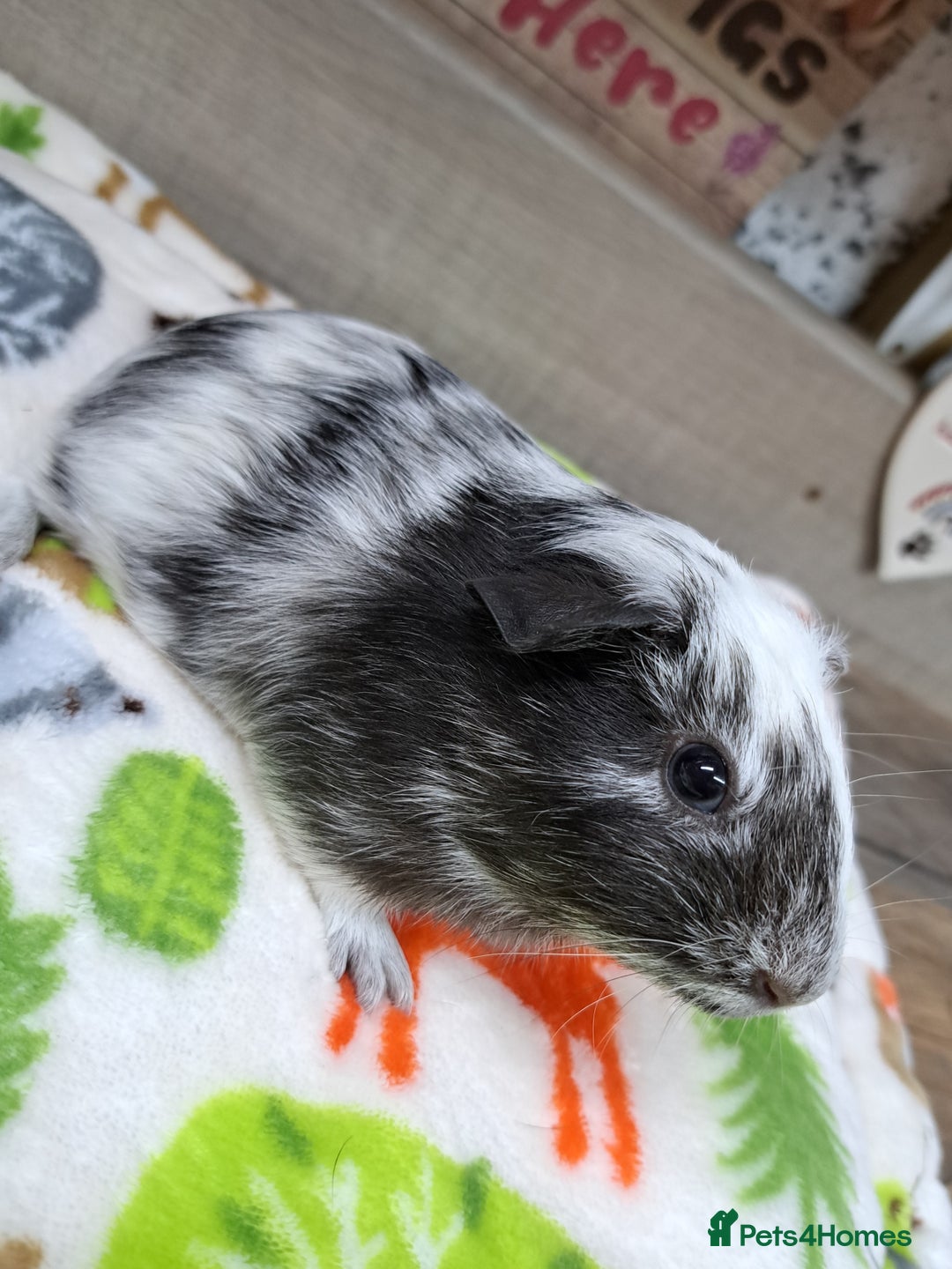 Guinea Pig rodents for sale: Two male guinea pigs - Leeds based - Advert 3