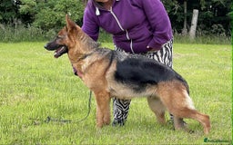 German Shepherd dogs for sale: Stunning KC Registered German Shepherd Puppies  - Image 11