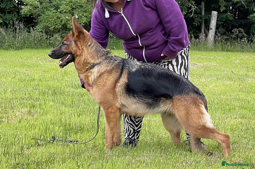 German Shepherd dogs for sale: Stunning KC Registered German Shepherd Puppies  - Image 11