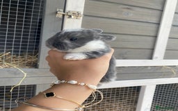 English Spot rabbits for sale: gorgeous lop x English spot - Image 2
