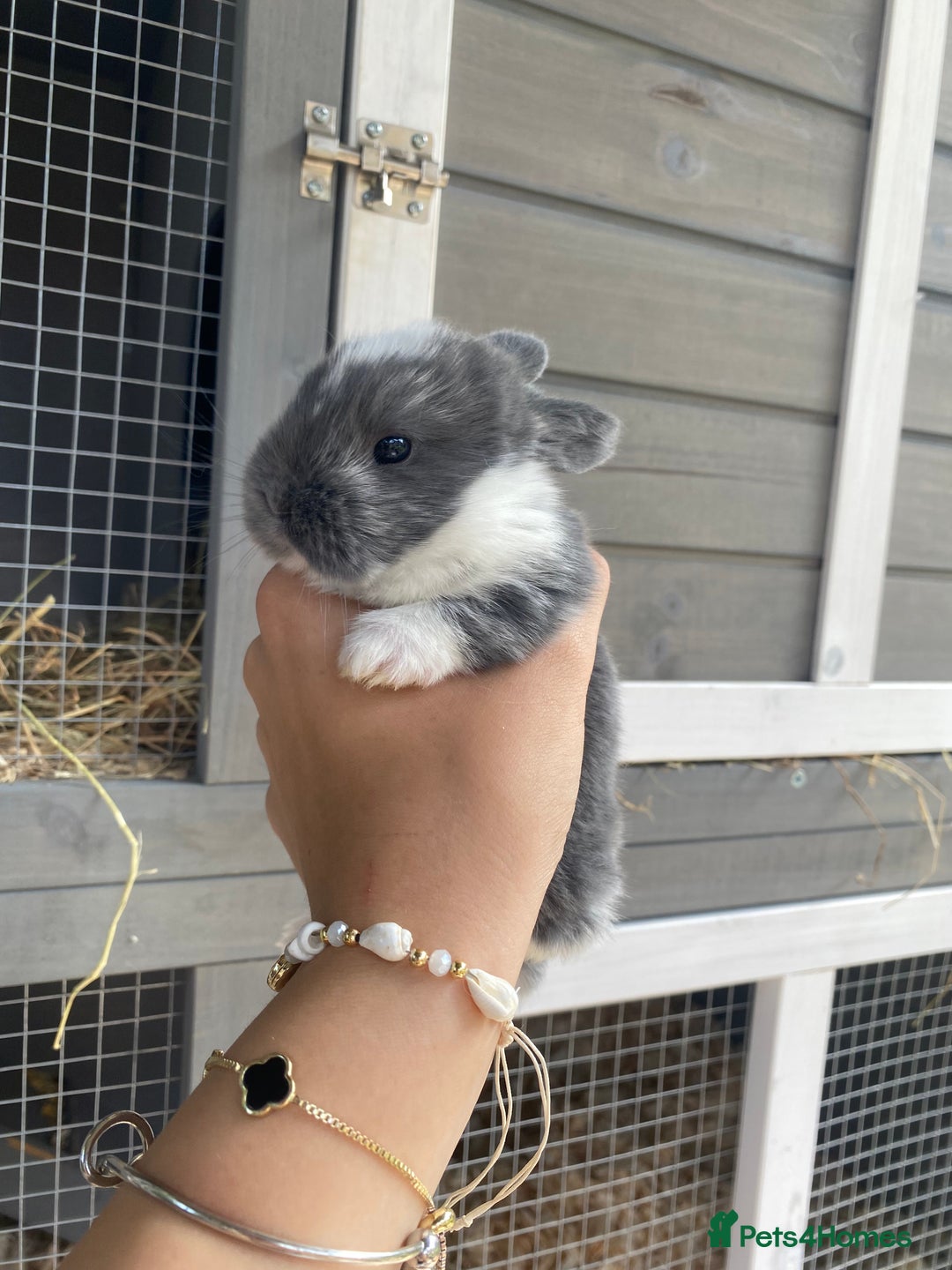 English Spot rabbits for sale: gorgeous lop x English spot - Image 2