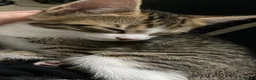 British Shorthair cats for sale: Beautiful pair of bonded kittens!  in Waltham Cross - Advert 7