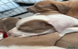 Staffordshire Bull Terrier dogs for sale: Ready now !! - Image 31