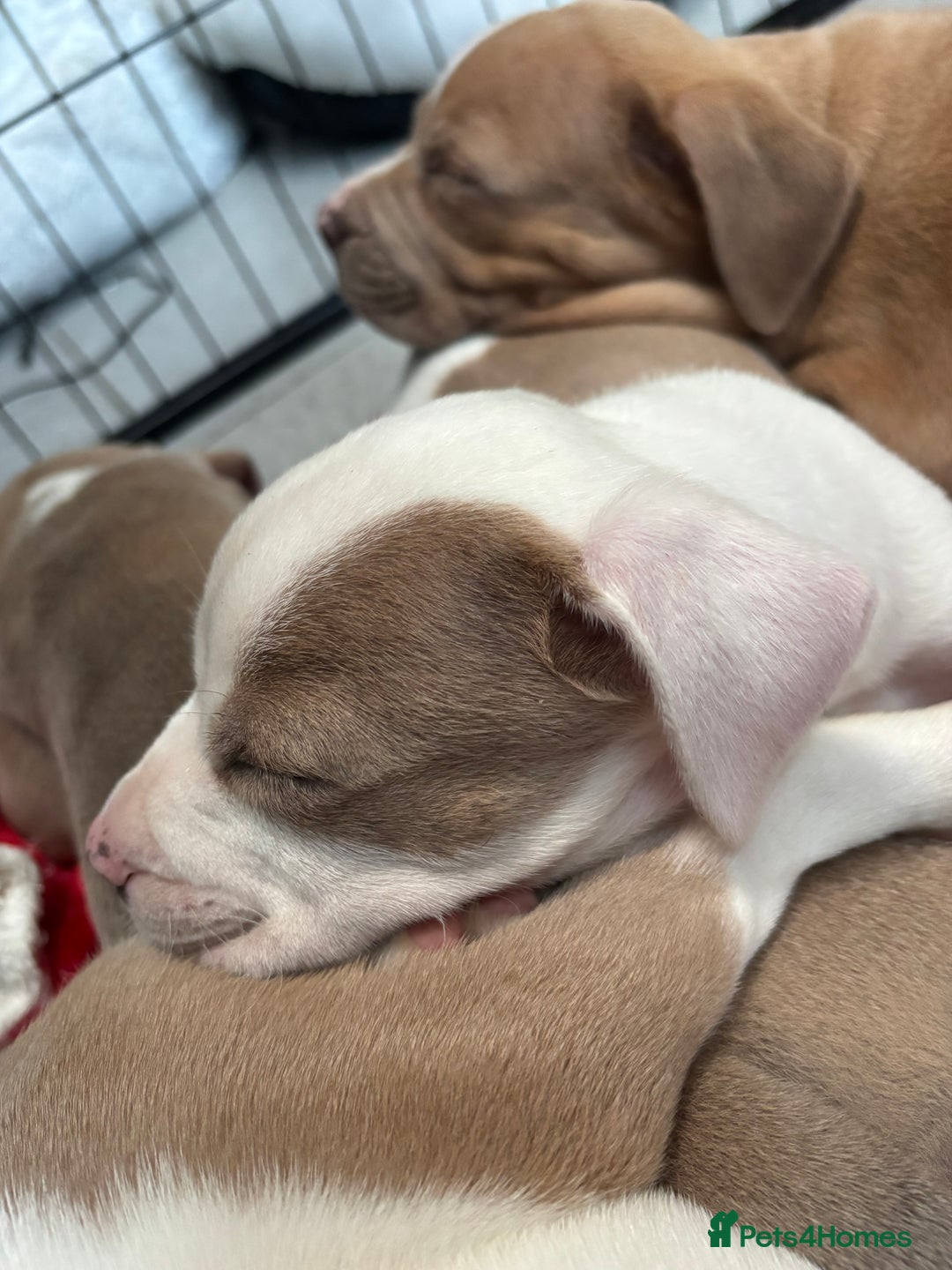 Staffordshire Bull Terrier dogs for sale: Ready now !! - Image 31