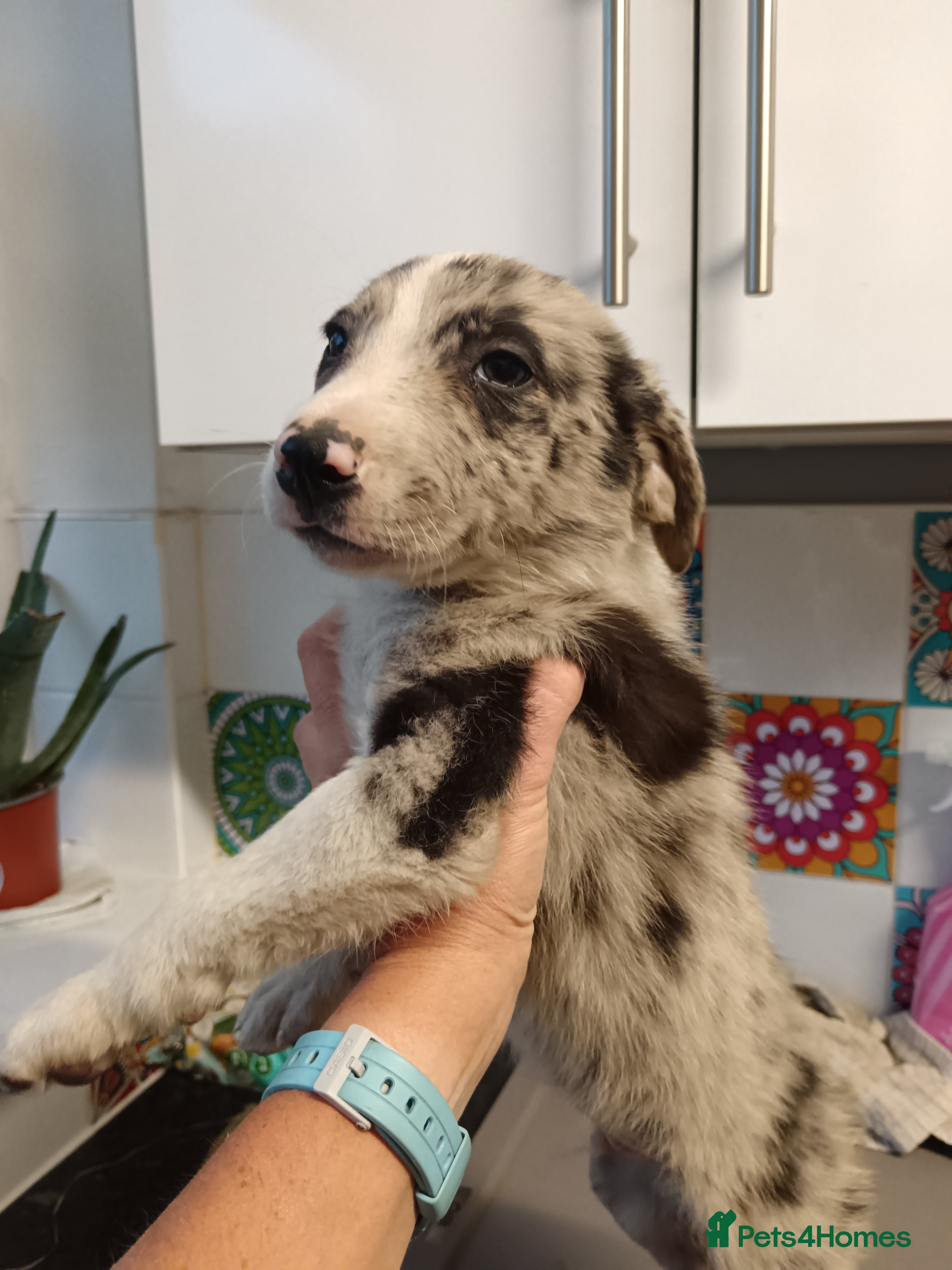 Border Collie dogs Border collie pups  - Advert 2