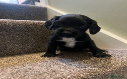 Sprocker dogs for sale: Sprocker puppies bred in 5 * licensed premises  - Image 4