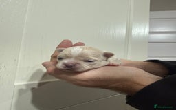 Chihuahua dogs for sale: Chihuahua puppies  - Image 7