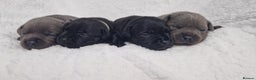 Staffordshire Bull Terrier dogs for sale: 4 Kc Reg Staffordshire Bull Terrier Females 🩷 - Advert 7