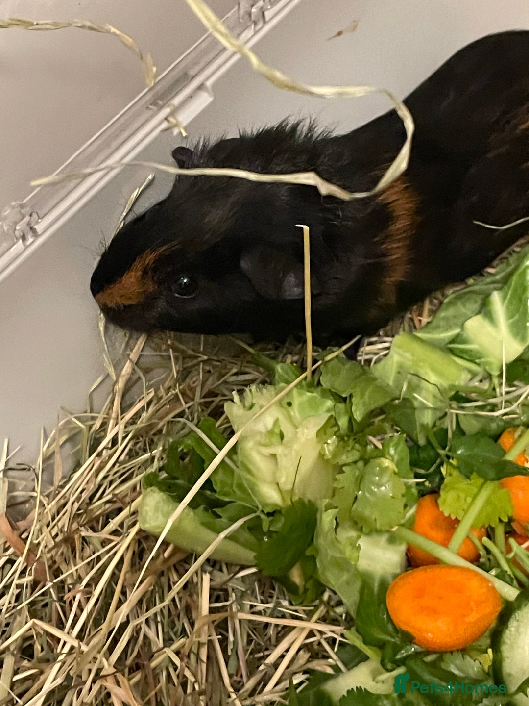Guinea Pig rodents for sale: Baby Guinea Pigs. Male & Female pairs - Advert 10