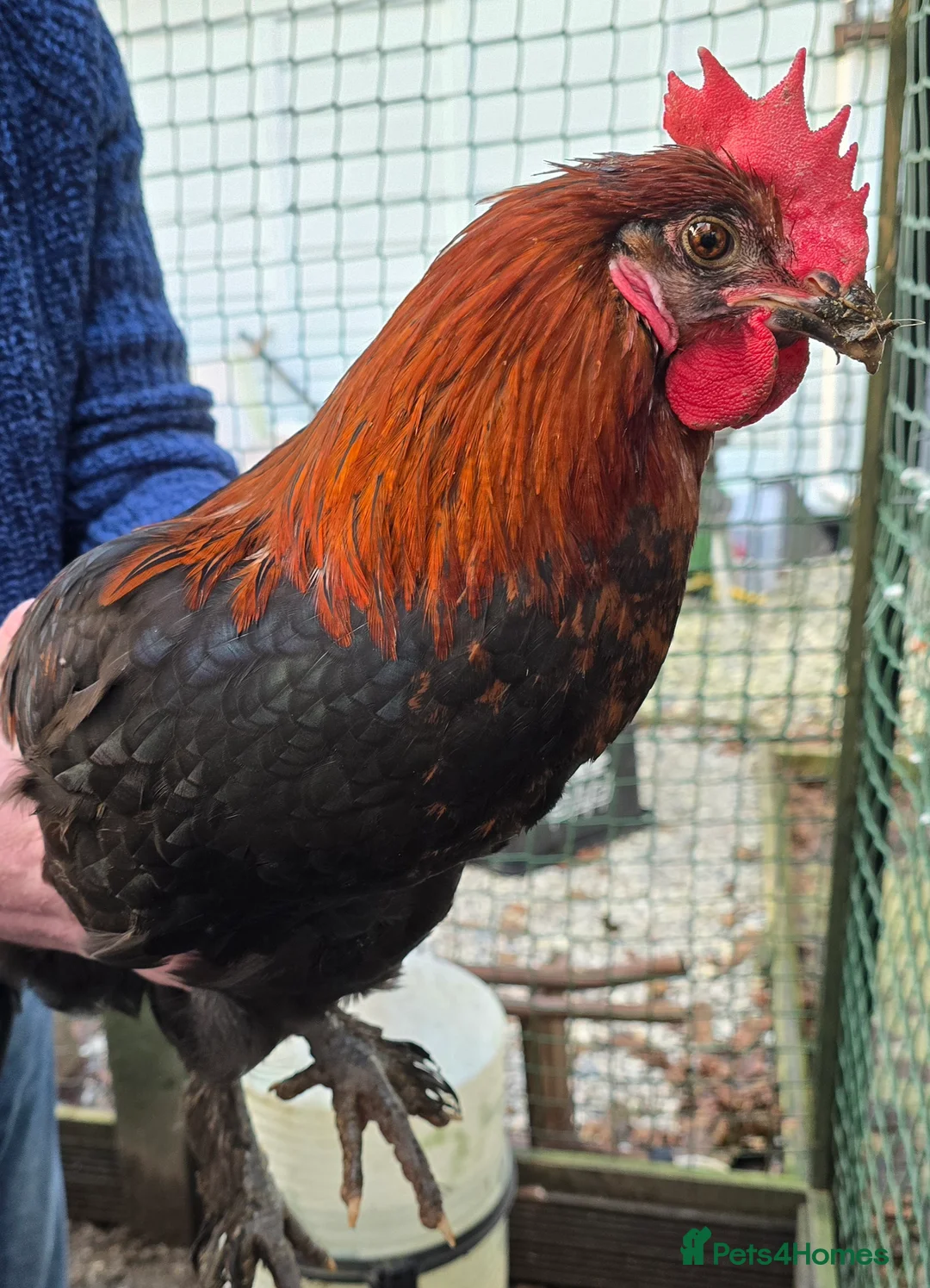 Chickens poultry for sale: 2 male chickens - Advert 2