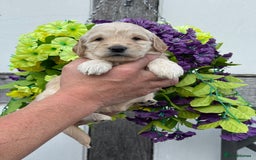 Goldendoodle dogs for sale: 8 gorgeous f1 mini goldendoodle dna clear - Image 6