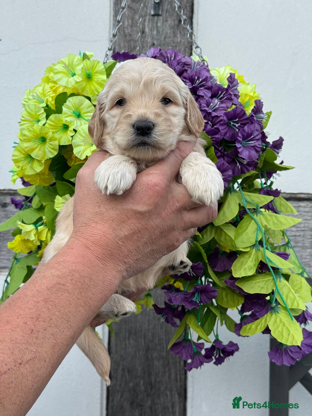 Goldendoodle dogs for sale: 8 gorgeous f1 mini goldendoodle dna clear - Image 6