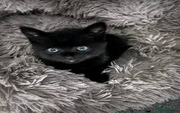 British Shorthair cats for sale: 🐾✨British Shorthair × Silver Tabby Kittens✨🐾 - Image 21