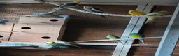 Cockatiels birds for sale:  5 cockatiels 3 red rumps in Market Harborough - Advert 3