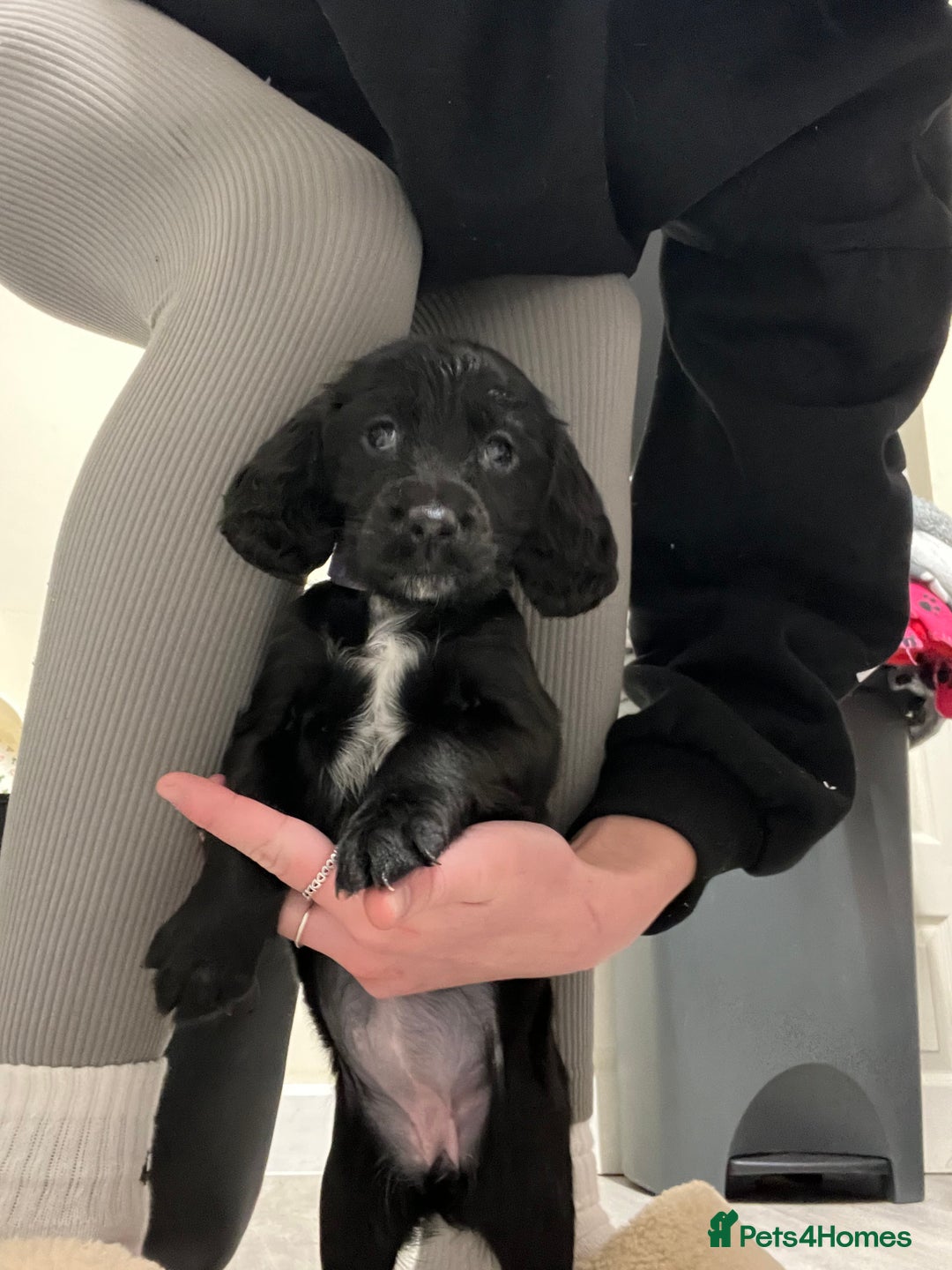 Sprocker dogs for sale: F2 sprockers puppies  - Advert 11