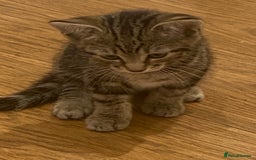 British Shorthair cats for sale: Beautiful, playful kittens  - Image 8