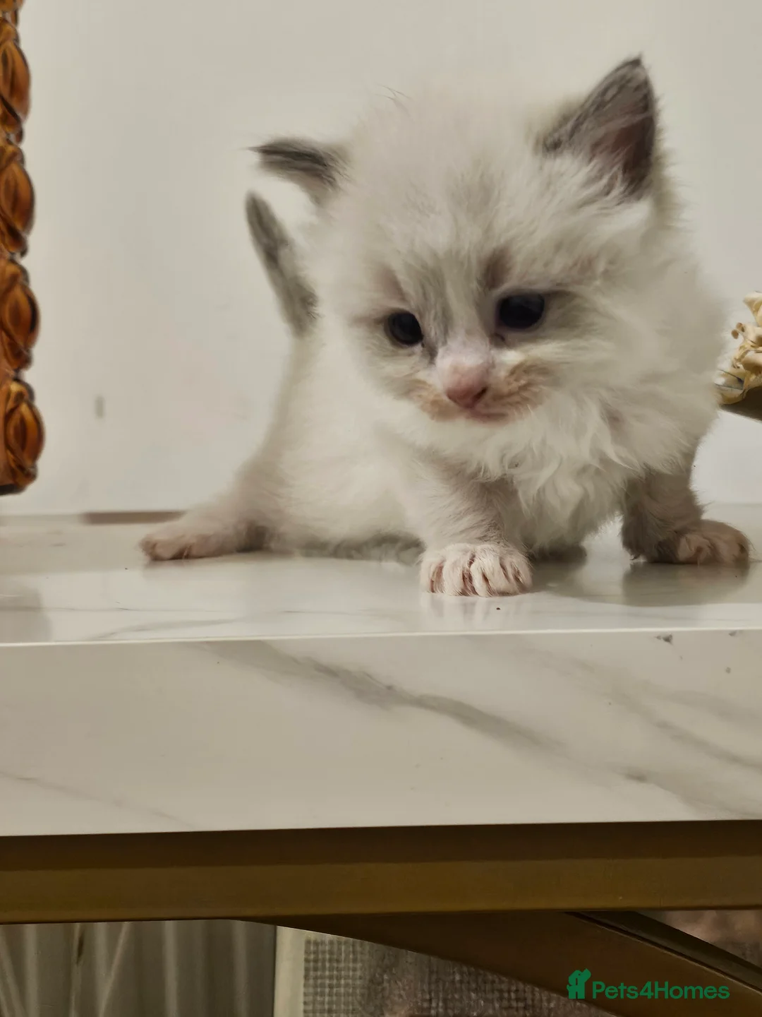 Ragdoll cats for sale: Beautiful ragdoll kittens  in Crawley - Advert 2