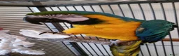 Macaws birds for sale: Blue and gold macaw in Northampton - Advert 7