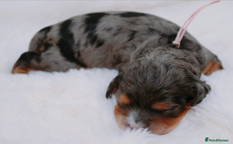 Cavapoo dogs - Advert 1