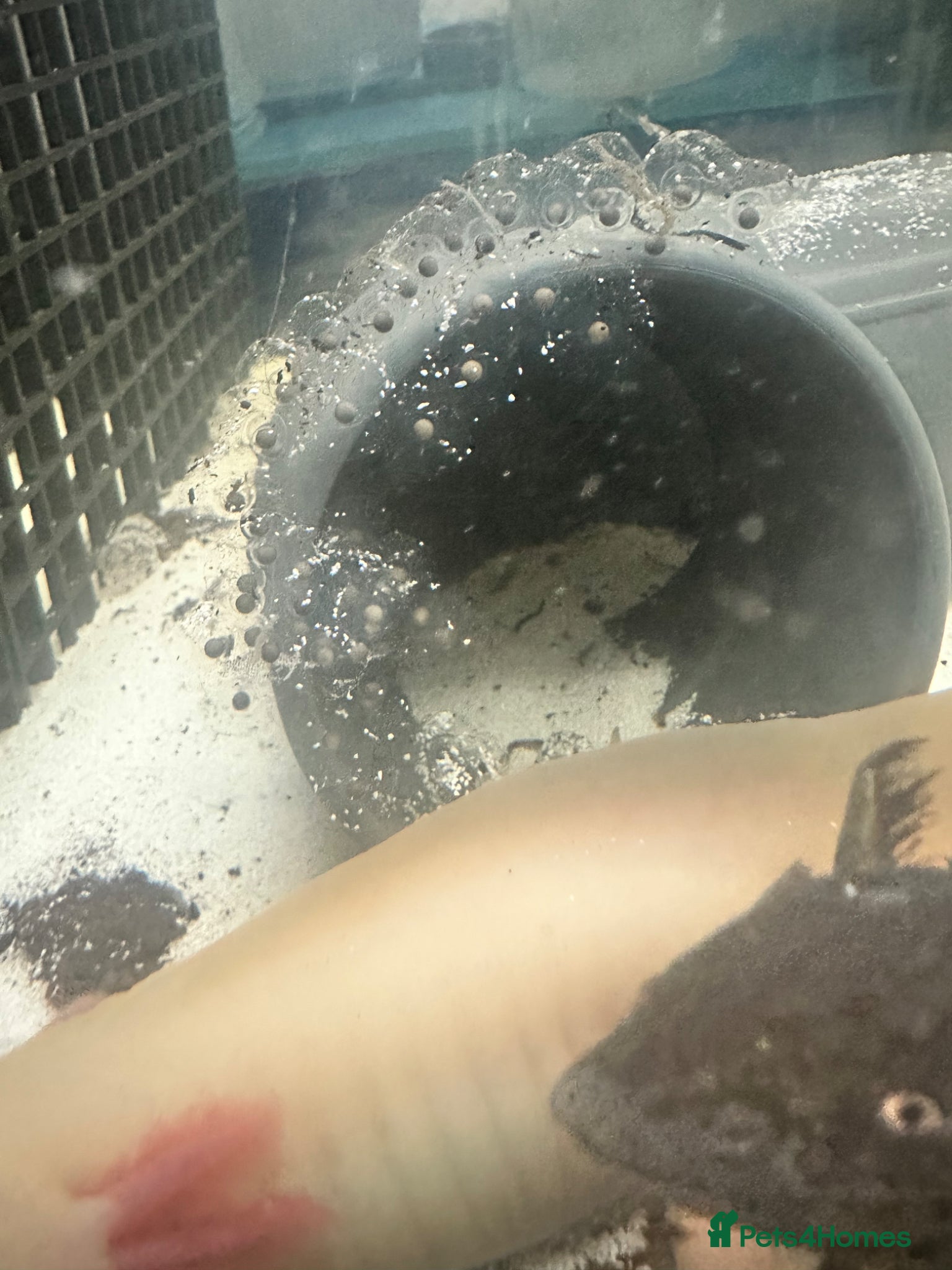 Axolotl reptiles Axolotl eggs - Advert 2