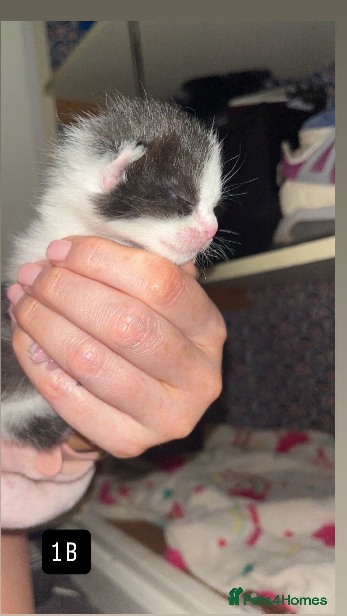 Mixed Breed cats for sale: Kittens for sale  - Advert 5