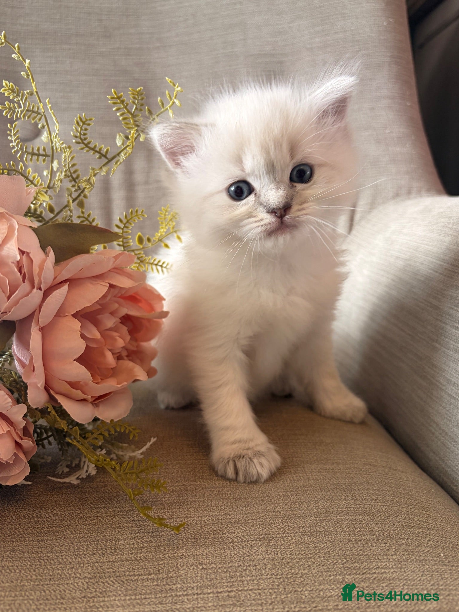 Ragdoll cats Mischievous trio of gorgeous ragdolls - Advert 15