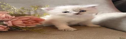 Ragdoll cats for sale: Mischievous trio of gorgeous ragdolls - Advert 1