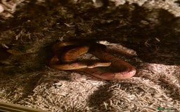 Corn Snake reptiles for sale: California corn snake + setup - Image 2