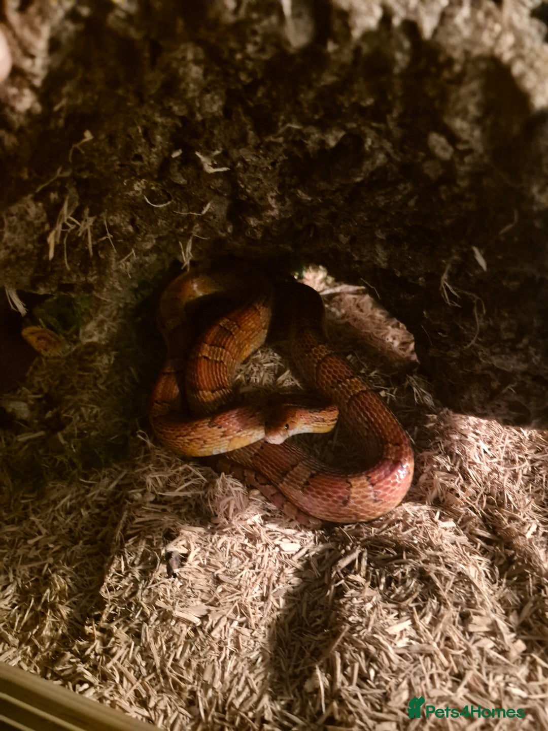 Corn Snake reptiles for sale: California corn snake + setup - Image 2