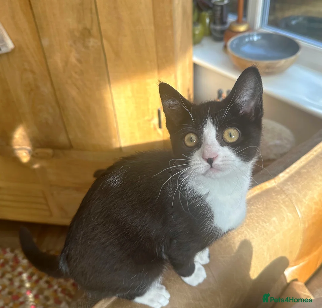 Mixed Breed cats for sale: British shorthair x Sphynx  in Pontefract - Advert 4
