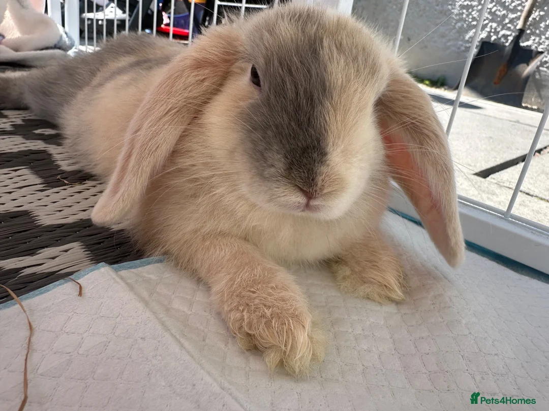 Mini Lop rabbits for sale: Mini Lop Bunny. in Burnley - Advert 2