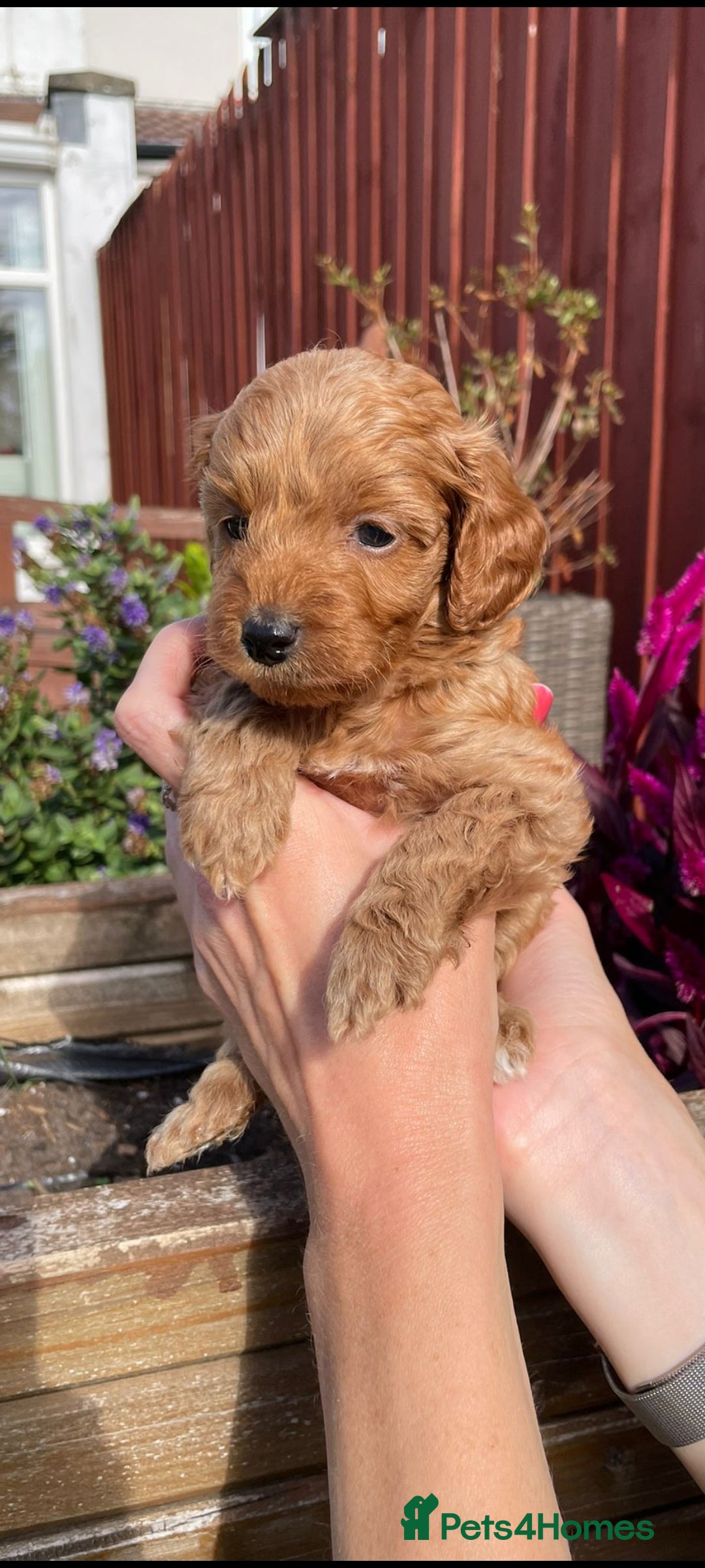 Cockapoo dogs for sale: Beautiful cockapoo puppies - Image 4