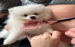 Pomeranian dogs for sale: Tiny Pomeranian Girl Puppy READY NOW - Image 23