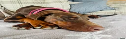 Dobermann dogs for sale: CH & Sport- KC Reg - FULLY HEALTH & Heart - Advert 10