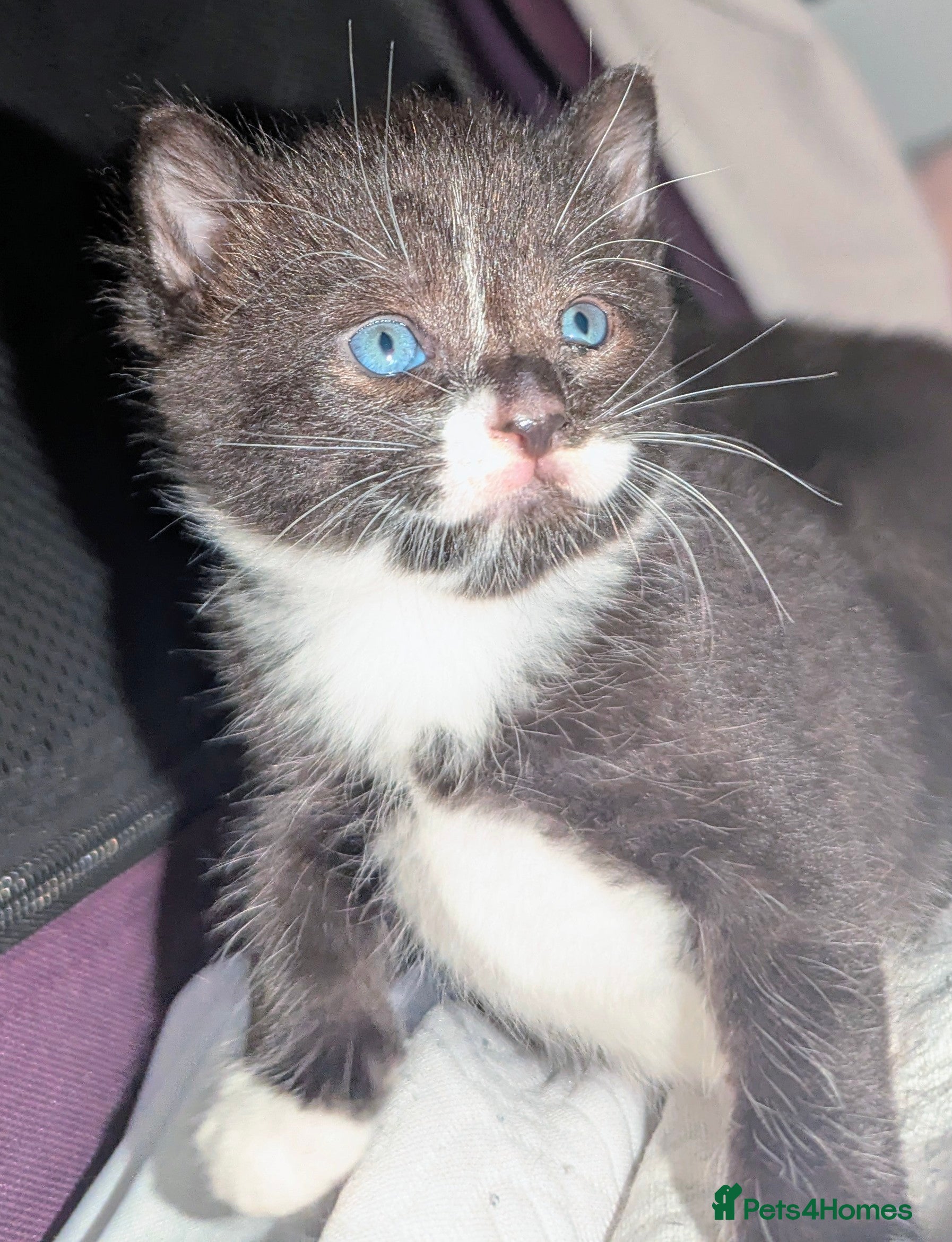 British Shorthair cats Five beautiful kittens looking for forever homes - Advert 13