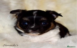 Chihuahua dogs for sale: Stunning long coat chihuahua puppies - Image 5